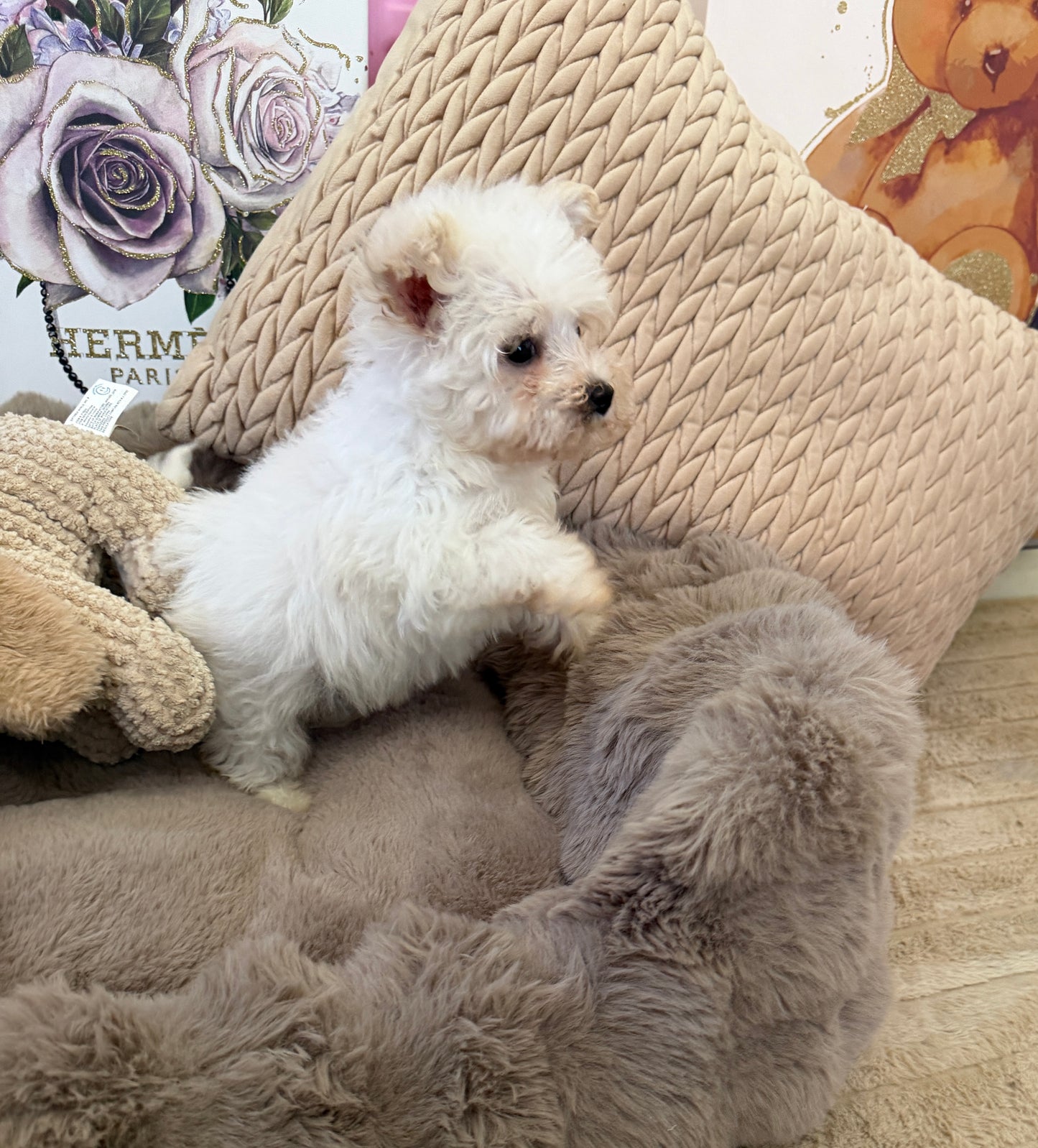 Rosie Lu 🤍 Female Tiny Morkie Puppy