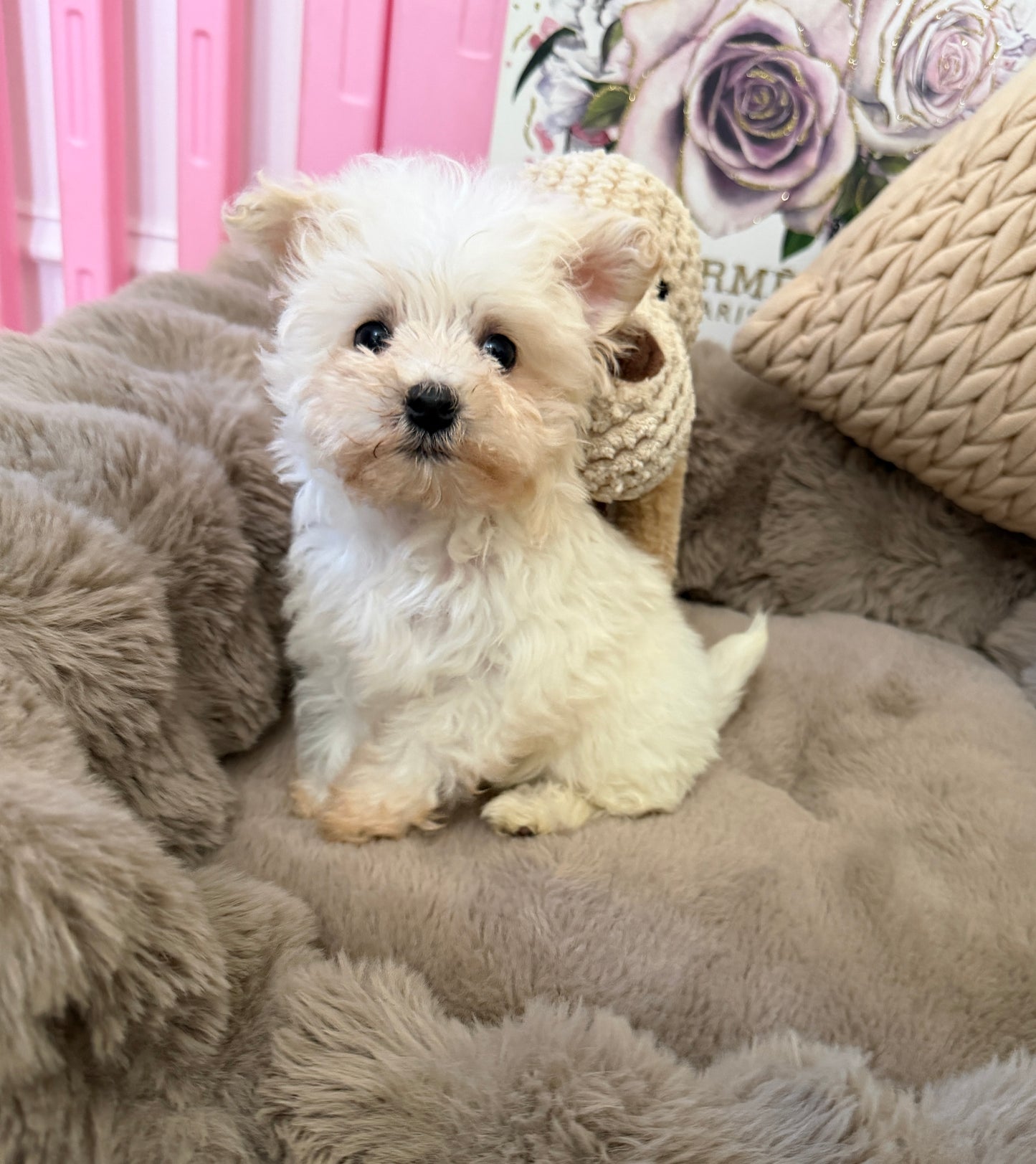 Rosie Lu 🤍 Female Tiny Morkie Puppy