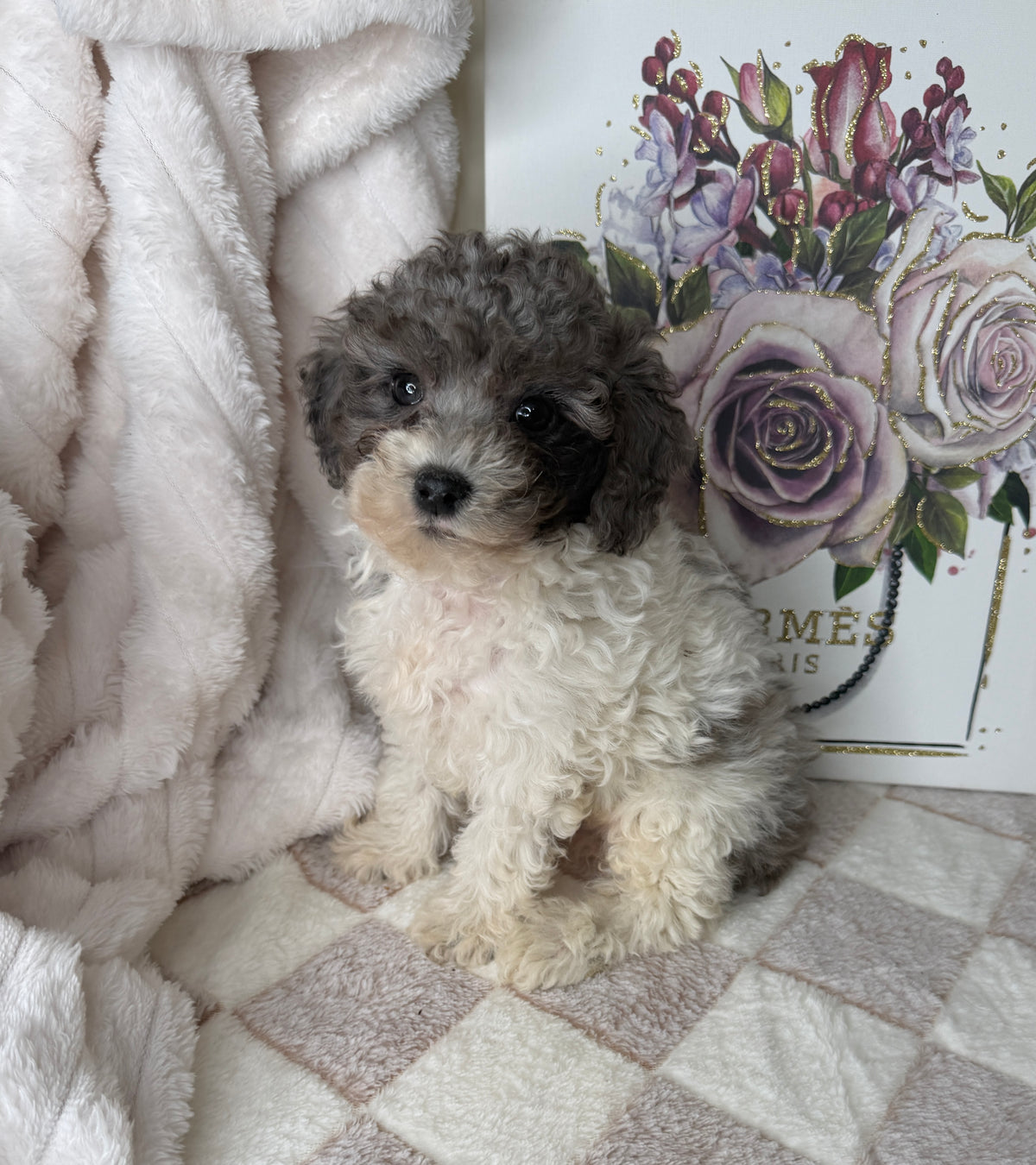 Hugo 💙 | Male Toy Poodle Puppy