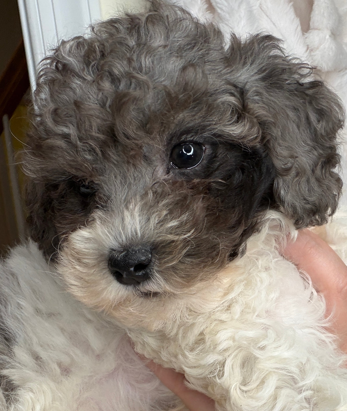 Hugo 💙 | Male Toy Poodle Puppy