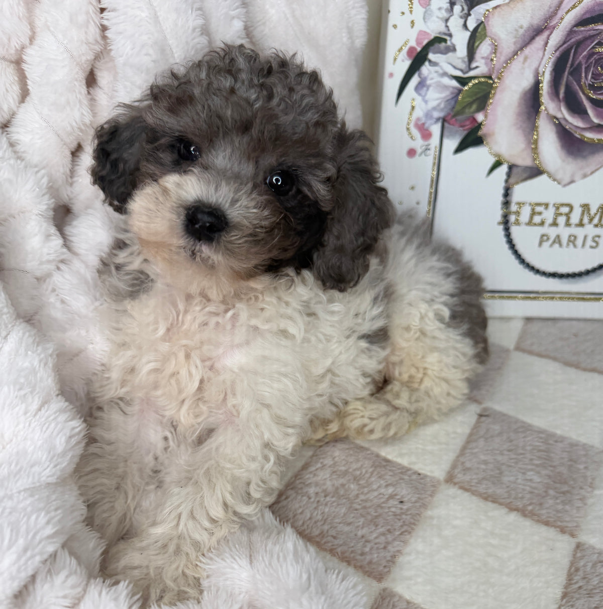 Hugo 💙 | Male Toy Poodle Puppy